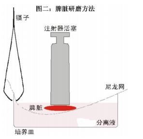 小鼠淋巴細(xì)胞分離液 1.jpg